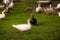 Muscovy ducks roaming on the grass in Organic Farm in Thailand.