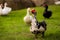 Muscovy ducks roaming on the grass in Organic Farm in Thailand.
