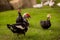 Muscovy ducks roaming on the grass in Organic Farm in Thailand.