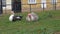 Muscovy ducks are sitting on the grass and waving their heads and tails