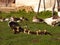 Muscovy ducks and wild greylag geese in the garden