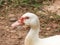 Muscovy white duck