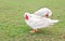 Muscovy White Duck Clean Itself.
