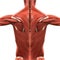 Muscular Anatomy of the Back