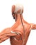 Muscular Anatomy of the Back