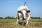 Muscular approaching beef cow, Belgian blue, walking towards in a field looking at the camera