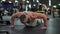 Muscular athletic bodybuilder fitness model doing push up exercising gym floor