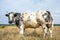 Muscular beef cow, belgian blue with horns, in a meadow looking at the camera, black nose