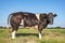 Muscular beef cow, black white and horns, seen from the side, stands in a meadow looking