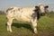 Muscular beef cow, white mottled, seen from the side, stands in a meadow looking at the camera.