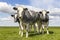 Muscular beef cows, Belgian Blue, walking in a field looking at the camera, happy and joyful and a blue cloudy sky