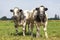 Muscular beef cows, Belgian Blue, walking in a field looking at the camera, two cute young heifer side by side in a green pasture