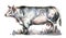 muscular belgian blue cow, genetically bred meat breed, animal color illustration