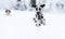 A muscular dalmatian dog running in the white snow
