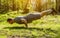 Muscular man doing handstand in park under sunset or sunrise