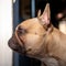 Muscular neck of a French Bulldog