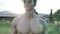 Muscular Shirtless Hunk Man Outdoor in Countryside