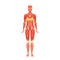 Muscular System Of Adult Woman Vital For Physical Activities, Posture And Overall Body Function. Composed Of Muscles
