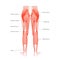 Muscular system legs