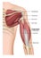 Musculus triceps brachii 3d medical  illustration on white background, human arm from behind