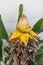 Musella lasiocarpa musaceae bud of golden lotus banana plant from yunnan china