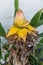 Musella lasiocarpa musaceae bud of golden lotus banana plant from yunnan china
