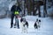 Musher with border collie dogs