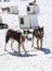 Musher Camp - Husky Dogs