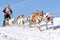 Musher hiding behind sleigh at sled dog