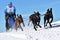 Musher hiding behind sleigh at sled dog