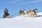 Musher hiding behind sleigh at sled dog