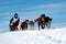 Musher hiding behind sleigh at sled dog