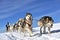 Musher hiding behind sleigh at sled dog race on snow in winter.