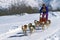 Musher with Husky Sled-dog team racing on alpine course