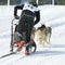 Musher and sportive dogs