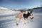 Mushing in Alpe d\' Huez, France