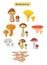 Mushroms set hand drawn illustrations