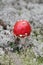 Mushroom agaric