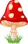 Mushroom amanita