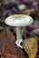 Mushroom amanita citrina also known as false death cap in the autumn forest.