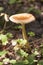 Mushroom amanita fulva