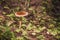 Mushroom amanita fulva