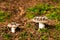 Mushroom-Amanita pantherina. Poisonous mushroom in forest. Autumn