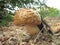 Mushroom Amanita Rubescens