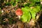 Mushroom amanita under a leaf