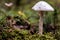 Mushroom Amanita virosa aka destroying angel