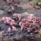 Mushroom Ascocoryne sarcoides on dead beech wood (Fagus sylvatica) - Tricity Landscape Park