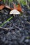 Mushroom on ashes with out-of-focus foreground