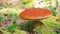 Mushroom aspen forest in autumn. Leccinum aurantiacum. Red-capped scaber stalk. Edible boletes. Mushrooms picking in the