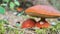 Mushroom aspen forest in autumn. Leccinum aurantiacum. Red-capped scaber stalk. Edible boletes. Mushrooms picking in the